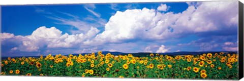 Framed Fields of sunflowers Rudesheim vicinity Germany Print