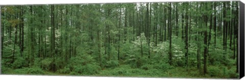 Framed Flowering Dogwood (Cornus florida) trees in a forest, Alaska, USA Print