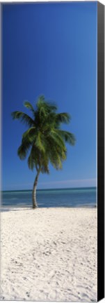 Framed Palm tree on the beach, Smathers Beach, Key West, Monroe County, Florida, USA Print