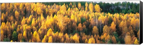 Framed Fall Colors Sundsval Vicinity Sweden Print