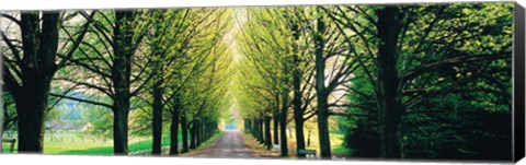 Framed Tree-lined road Libin vicinity Belgium Print
