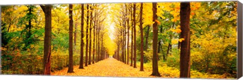 Framed Tree-lined road Schwetzingen Germany Print