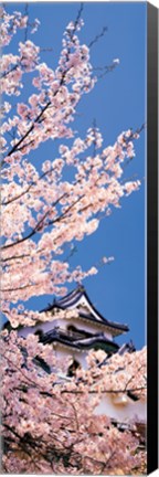 Framed Hikone Castle w\cherry blossoms Shiga Japan Print