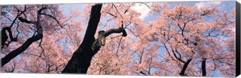 Framed Pink Blossoms, Nagano Japan Print