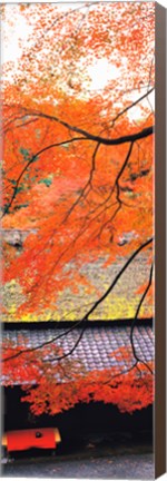 Framed Autumn Colors, Sagano Kyoto Japan Print