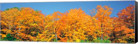 Framed Trees Autumn Ontario Canada Print