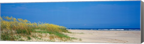 Framed Sea oat grass on the beach, Charleston, South Carolina, USA Print