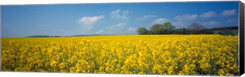 Framed Oilseed rape (Brassica napus) crop in a field, Switzerland Print