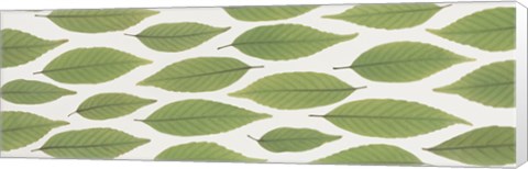 Framed Scattered leaves Print
