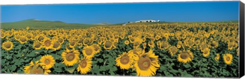 Framed Sunflower field Andalucia Spain Print