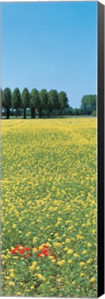 Framed Rape flowers France Print