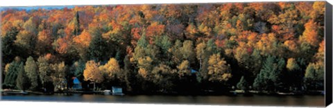 Framed Autumn trees Laurentide Quebec Canada Print