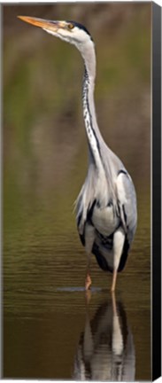 Framed Side profile of a Grey Heron (Ardea Cinerea) preparing to take off, Lake Naivasha, Kenya Print