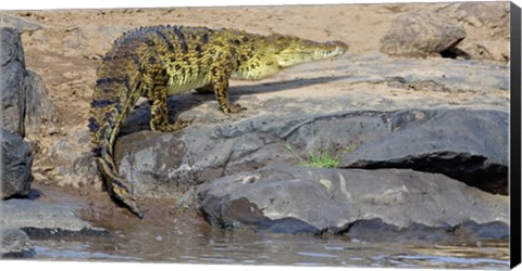 Framed Close-up of a Nile Crocodile (Crocodylus Niloticus) in water, Masai Mara National Reserve, Kenya Print