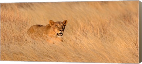 Framed Female lion (panthera leo) moving through tall grass, Masai Mara National Reserve, Kenya, Africa Print