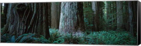 Framed Redwood Trees and Ferns, California Print