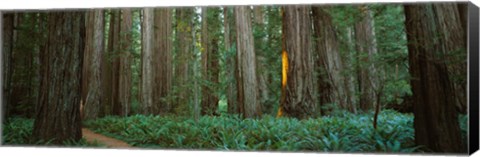 Framed Jedediah Smith Redwoods State Park, California Print