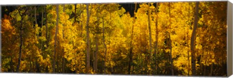 Framed Aspen trees in a forest, Telluride, Colorado Print