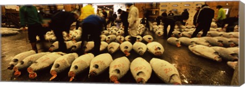 Framed People examining tuna in a fish auction, Tsukiji Fish Market, Tsukiji, Tokyo Prefecture, Kanto Region, Honshu, Japan Print