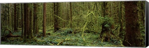 Framed Trees in a forest, Hoh Rainforest, Olympic Peninsula, Washington State, USA Print