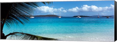 Framed Palm tree on the beach, Salomon Beach, Virgin Islands National Park, St. John, US Virgin Islands Print