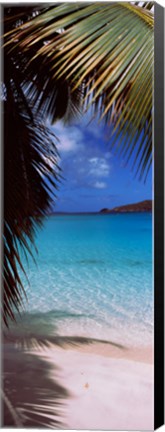 Framed Palm tree on the beach, Maho Bay, Virgin Islands National Park, St. John, US Virgin Islands Print
