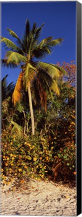 Framed Trees on the beach, Cinnamon Bay, Virgin Islands National Park, St. John, US Virgin Islands Print