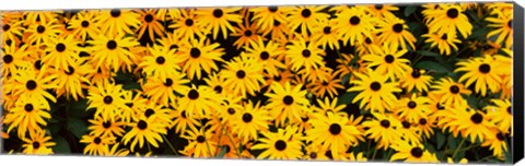 Framed Black-Eyed Susan flowers growing in a field Print