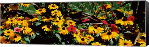 Framed Close-up of flowers growing in a field Print