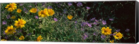 Framed Flowers in a botanical garden, Buffalo And Erie County Botanical Gardens, Buffalo, Erie County, New York State Print