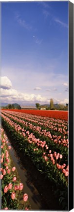 Framed Tulips in a field, Skagit Valley, Washington State (vertical) Print