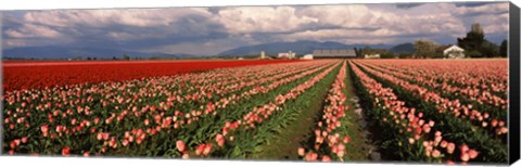 Framed Tulips in a field, Skagit Valley, Washington State (horizontal) Print