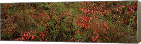 Framed Flowers on coral plants (Russelia equisetiformis), Longboat Key, Manatee County, Florida Print