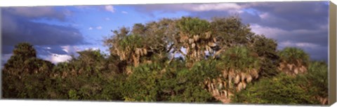 Framed Trees in a forest, Venice, Sarasota County, Florida, USA Print