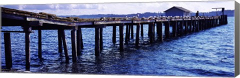 Framed Seagulls on a pier, Whidbey Island, Island County, Washington State, USA Print