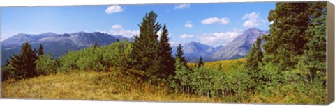 Framed Trees with mountains in the background, Looking Glass, US Glacier National Park, Montana, USA Print