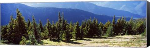Framed Evergreen trees with mountains in background, Olympic Mountains, Olympic Peninsula, Washington State, USA Print