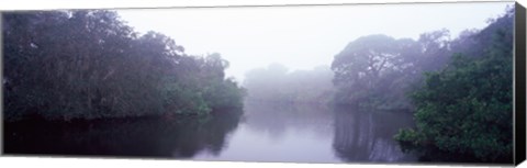 Framed Early morning fog on a creek, South Creek, Oscar Scherer State Park, Osprey, Sarasota County, Florida, USA Print