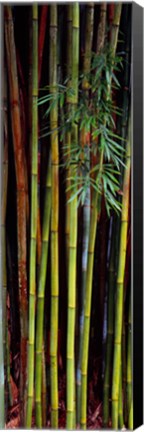 Framed Close-up of bamboos, Kanapaha Botanical Gardens, Gainesville, Florida, USA Print