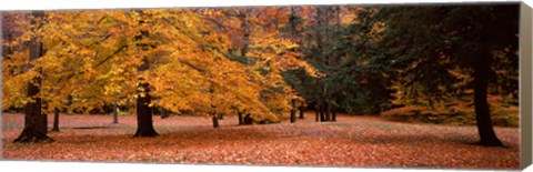 Framed Trees in a park, Chestnut Ridge County Park, Orchard Park, Erie County, New York State, USA Print