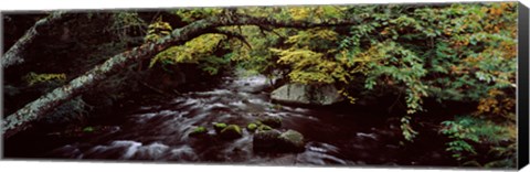 Framed Stream flowing through a forest, Adirondack Mountains, New York State, USA Print