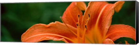 Framed Close-up of Orange Daylily (Hemerocallis fulva) Print