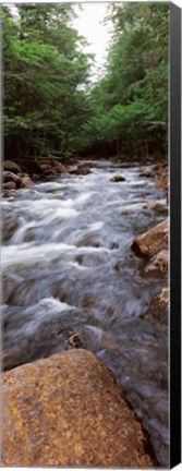 Framed River flowing through a forest, Moose River, Adirondack Mountains, New York State (vertical) Print