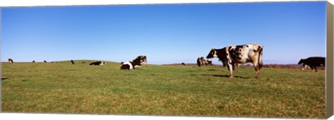 Framed Cows in a field, New York State, USA Print