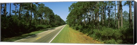 Framed Trees both sides of a road, Route 98, Apalachicola, Panhandle, Florida, USA Print