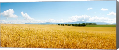 Framed Wheat field near D8, Brunet, Plateau de Valensole, Alpes-de-Haute-Provence, Provence-Alpes-Cote d&#39;Azur, France Print