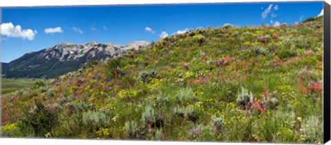 Framed Flowers and whetstone on hillside, Mt Vista, Colorado, USA Print