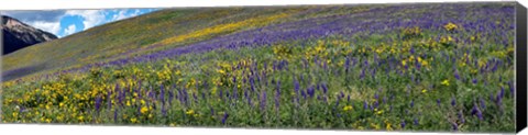 Framed Hillside with yellow sunflowers and purple larkspur, Crested Butte, Gunnison County, Colorado, USA Print