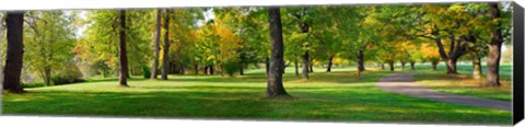 Framed Trees in autumn, Blue Lake Park, Portland, Multnomah County, Oregon, USA Print