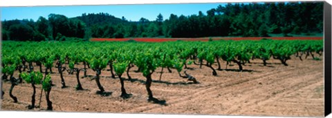 Framed Vineyards and red poppies in summer morning light, Provence-Alpes-Cote d&#39;Azur, France Print